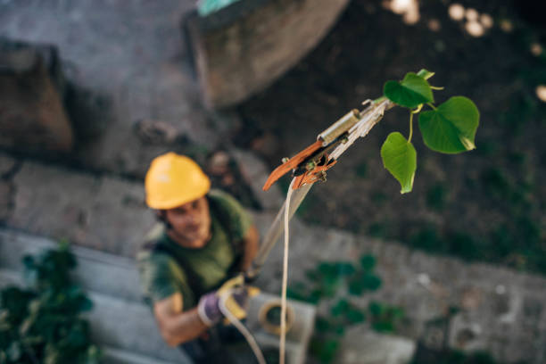 Professional Tree Care  in North Merritt Island, FL